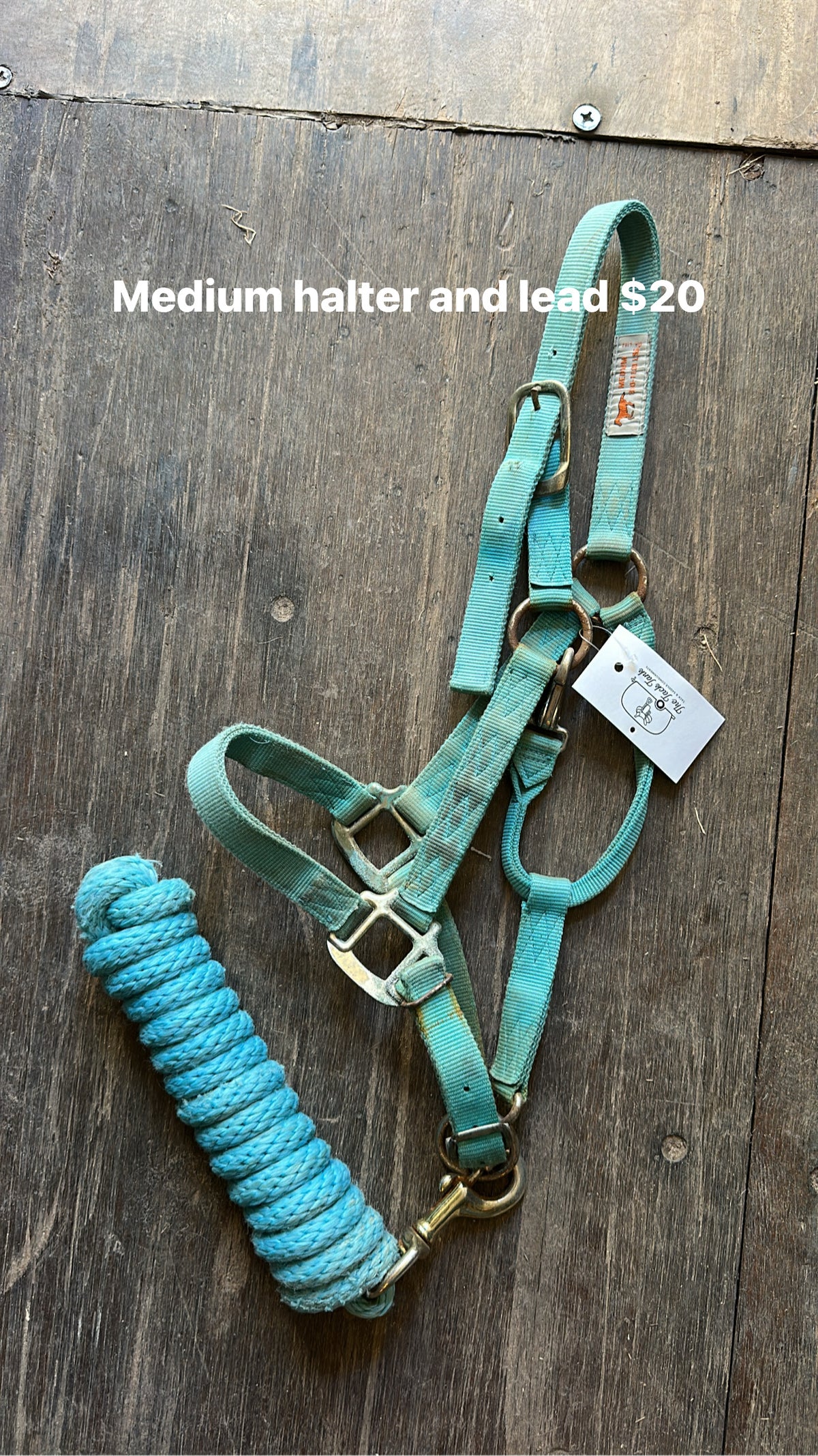 Medium Turquoise Halter & Lead