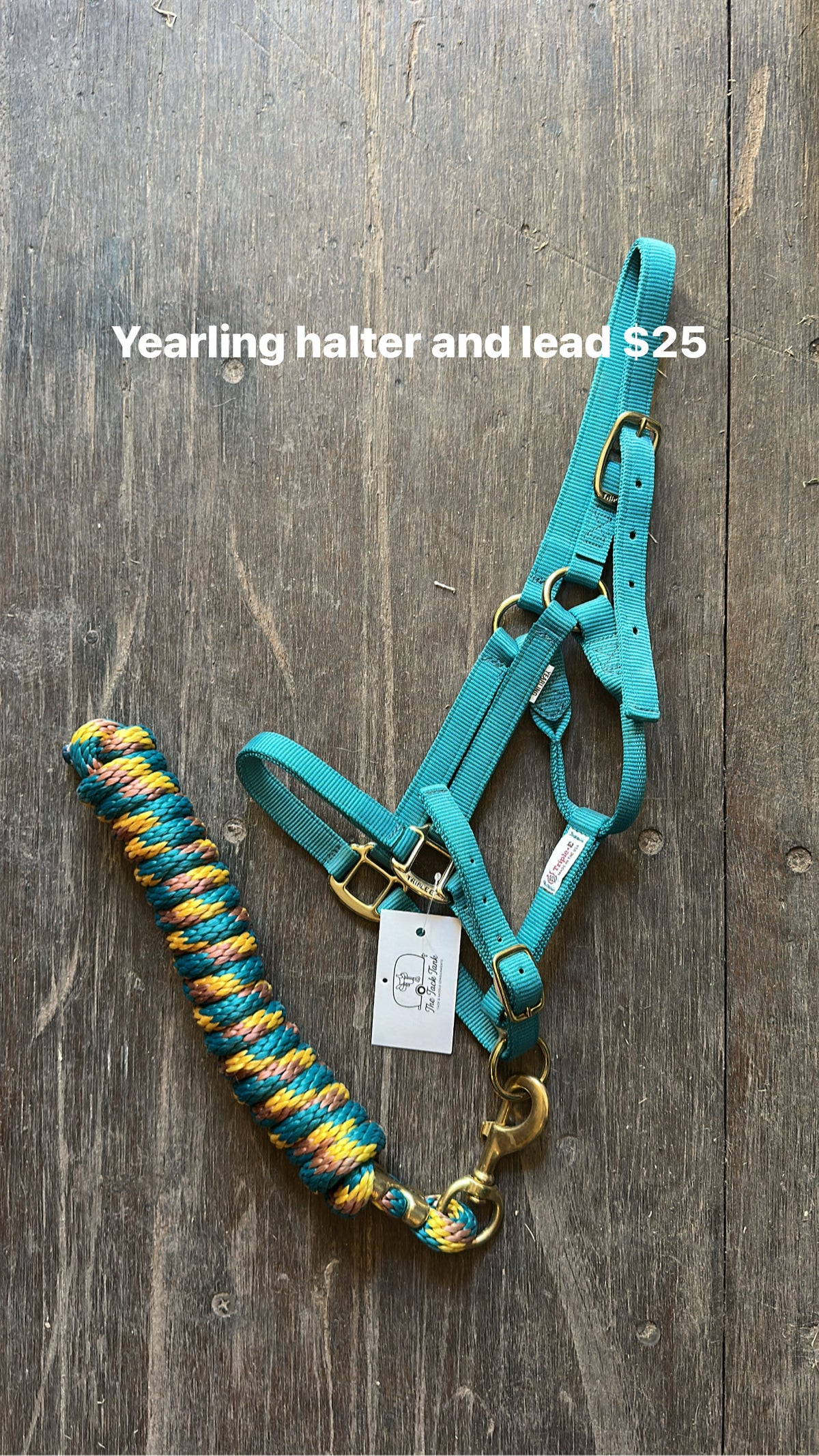 Turquoise Yearling Halter & Lead